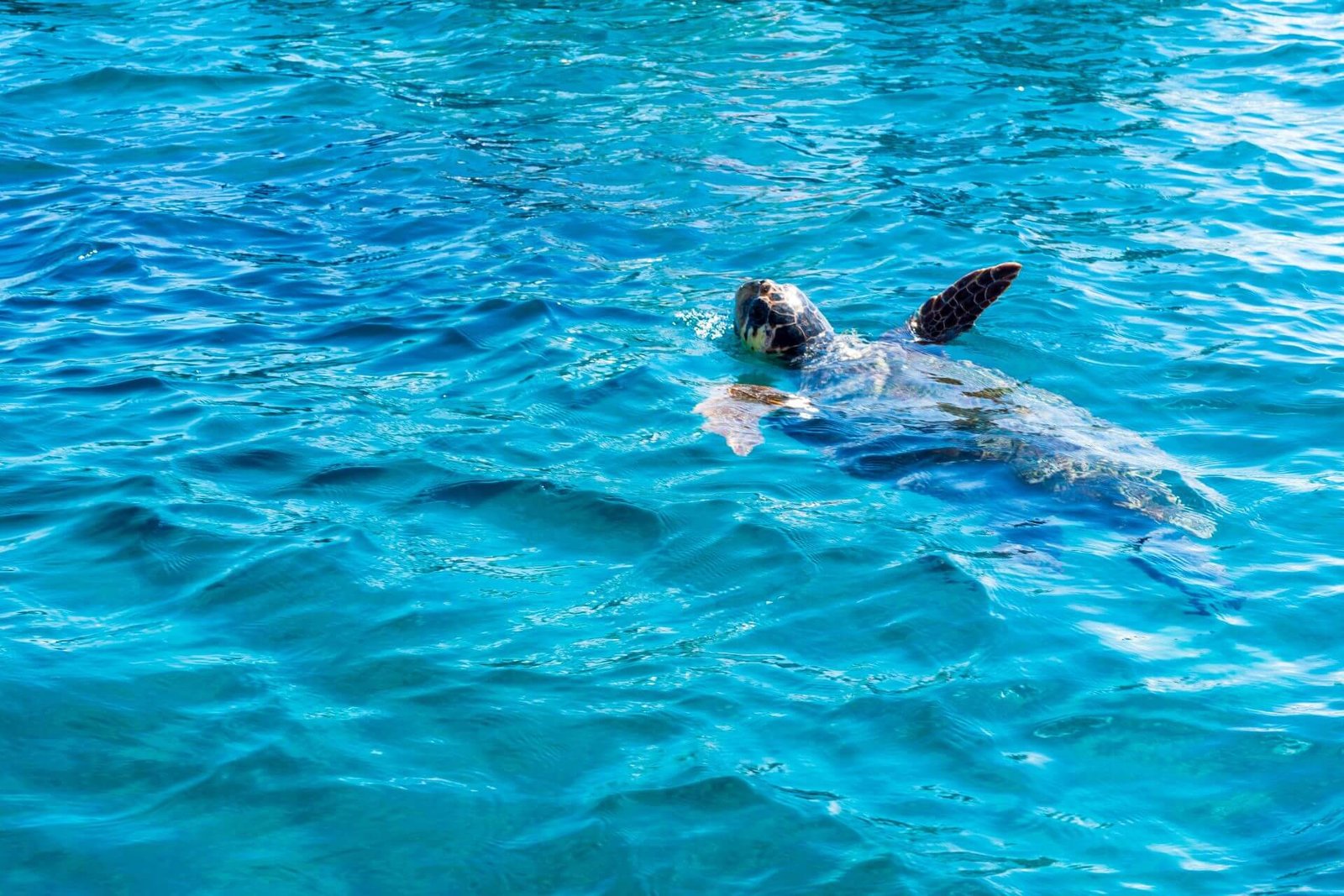 Cruise around Zakynthos tsilivi boat rentals
