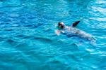 self drive boat rentals tsilivi zakynthos